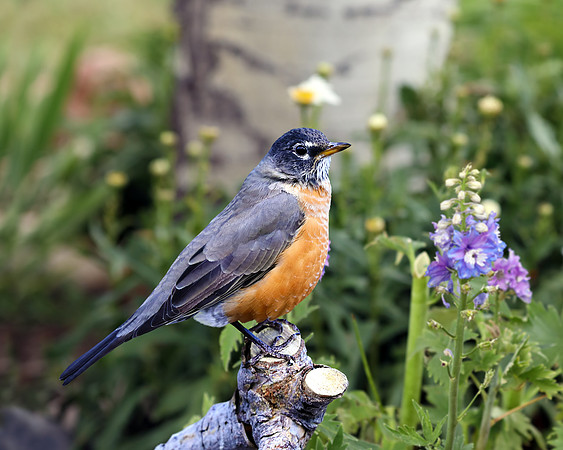 A-bird-037  AA copy