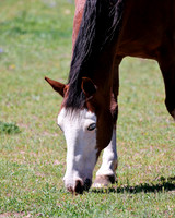 A-horse-001 A copy