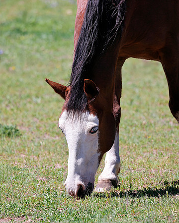 A-horse-001 A copy