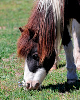 A-horse-005 A