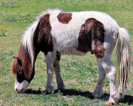 A-horse-004 A copy