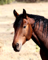 A-horse-002 A copy