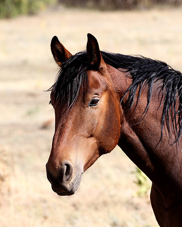 A-horse-002 A copy