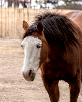 A-horse-003 A copy