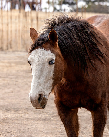 A-horse-003 A copy