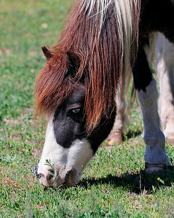 A-horse-006 A copy