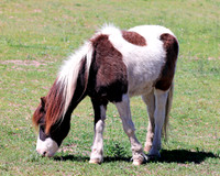 A-horse-008 A copy