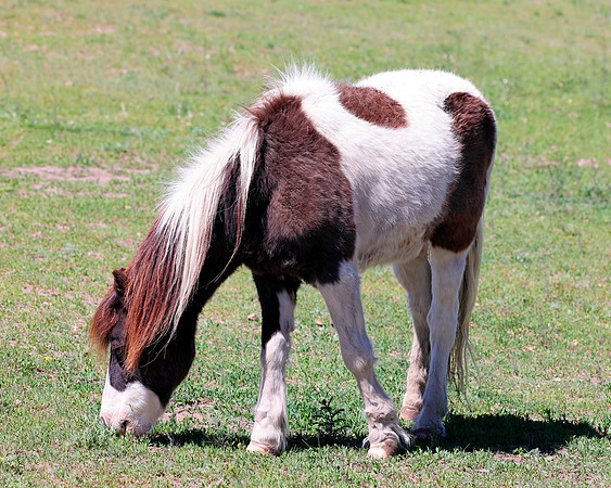 A-horse-008 A copy