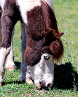 A-horse-010 A copy