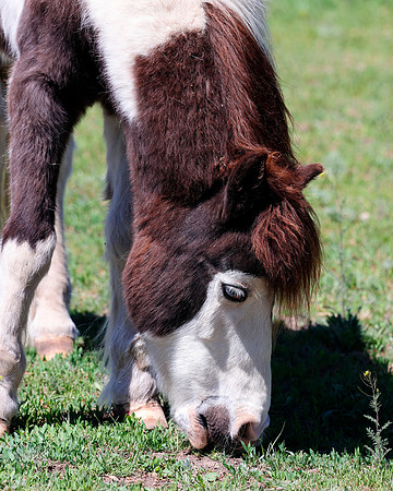 A-horse-010 A copy