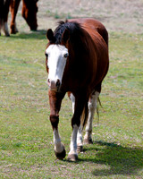 A-horse-007 A copy