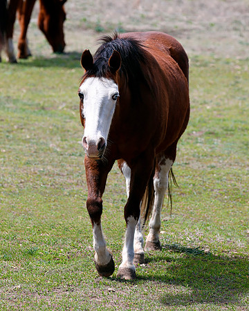 A-horse-007 A copy