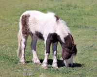 A-horse-009 A copy