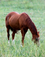 A-horse-012 A copy