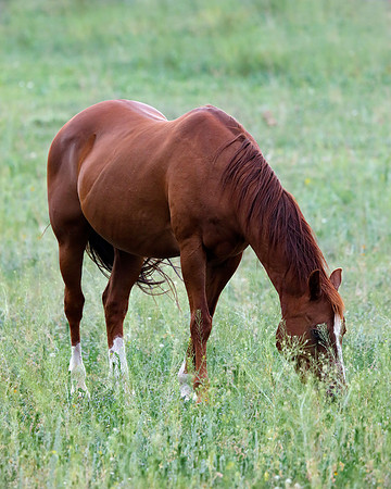 A-horse-012 A copy