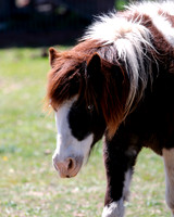 A-horse-011 A copy