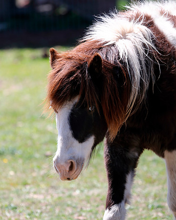 A-horse-011 A copy