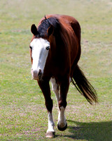 A-horse-013 A copy