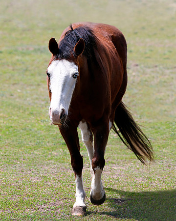 A-horse-013 A copy