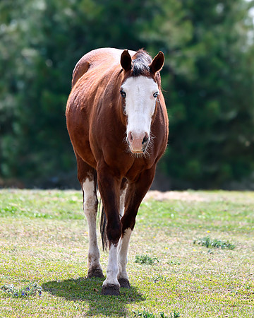 A-horse-014 A copy