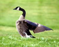 A-goose-003 A copy