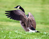 A-goose-004 A copy
