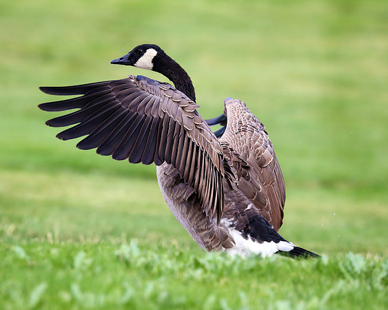 A-goose-004 A copy