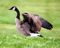 A-goose-002 A copy