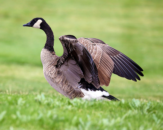 A-goose-002 A copy