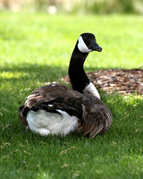 A-goose-001 A copy