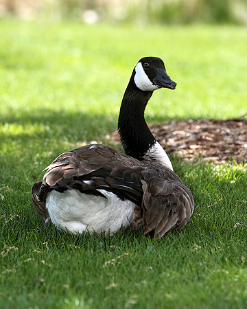 A-goose-001 A copy