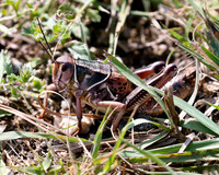A-insect-001 grass hopper