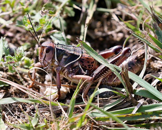 A-insect-001 grass hopper