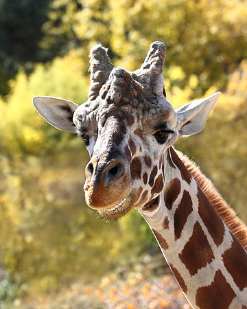 A-giraffe-003 A copy