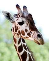 A-giraffe-001 A copy