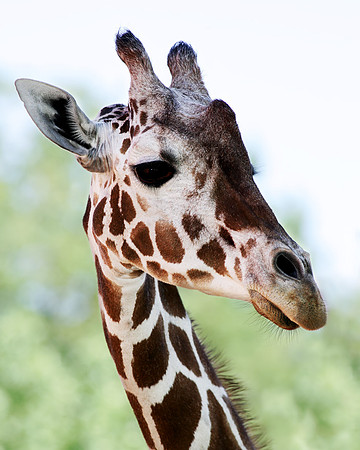 A-giraffe-001 A copy