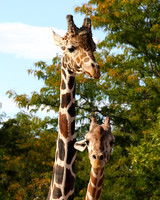A-giraffe-002 A copy