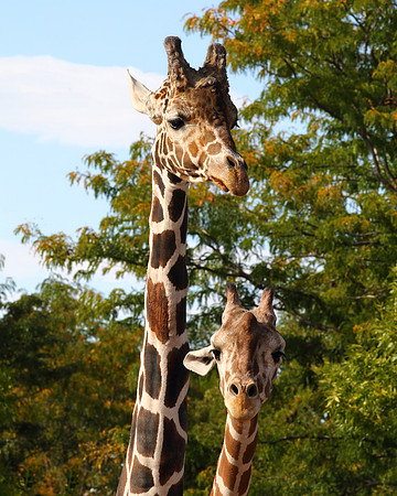 A-giraffe-002 A copy