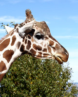 A-giraffe-004 copy