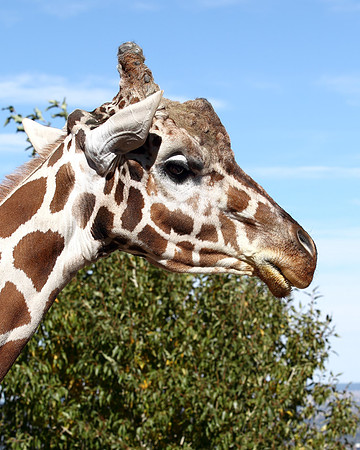 A-giraffe-004 copy