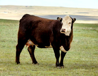 A-cow-002 A