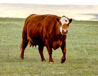 A-cow-003 A