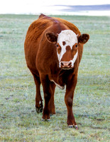 A-cow-005 A