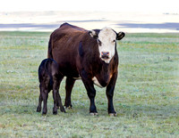 A-cow-006 A