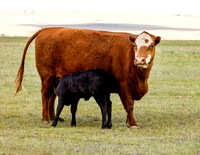 A-cow-004 A