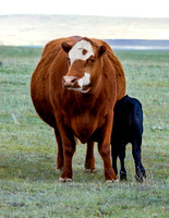 A-cow-007 A