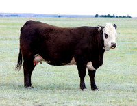 A-cow-008 A