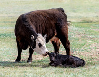 A-cow-010 A