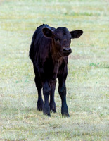 A-cow-009 A