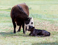 A-cow-011 A